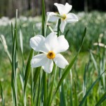 Arborétum Mlyňany: Narcis