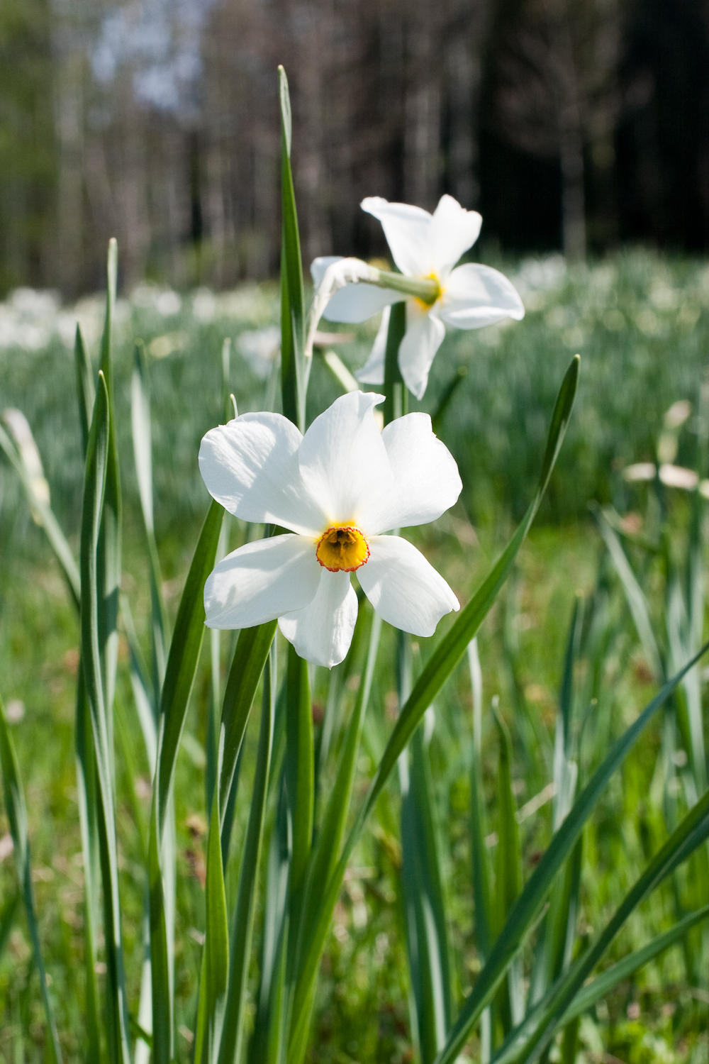 Narcis Flower